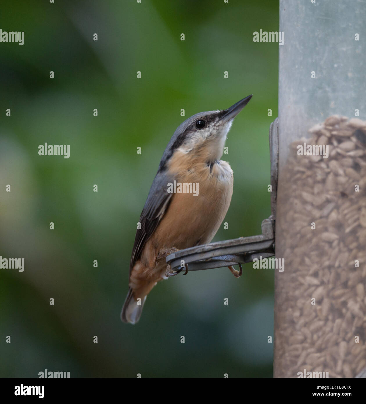 Nut hatch at bird feeder Stock Photo
