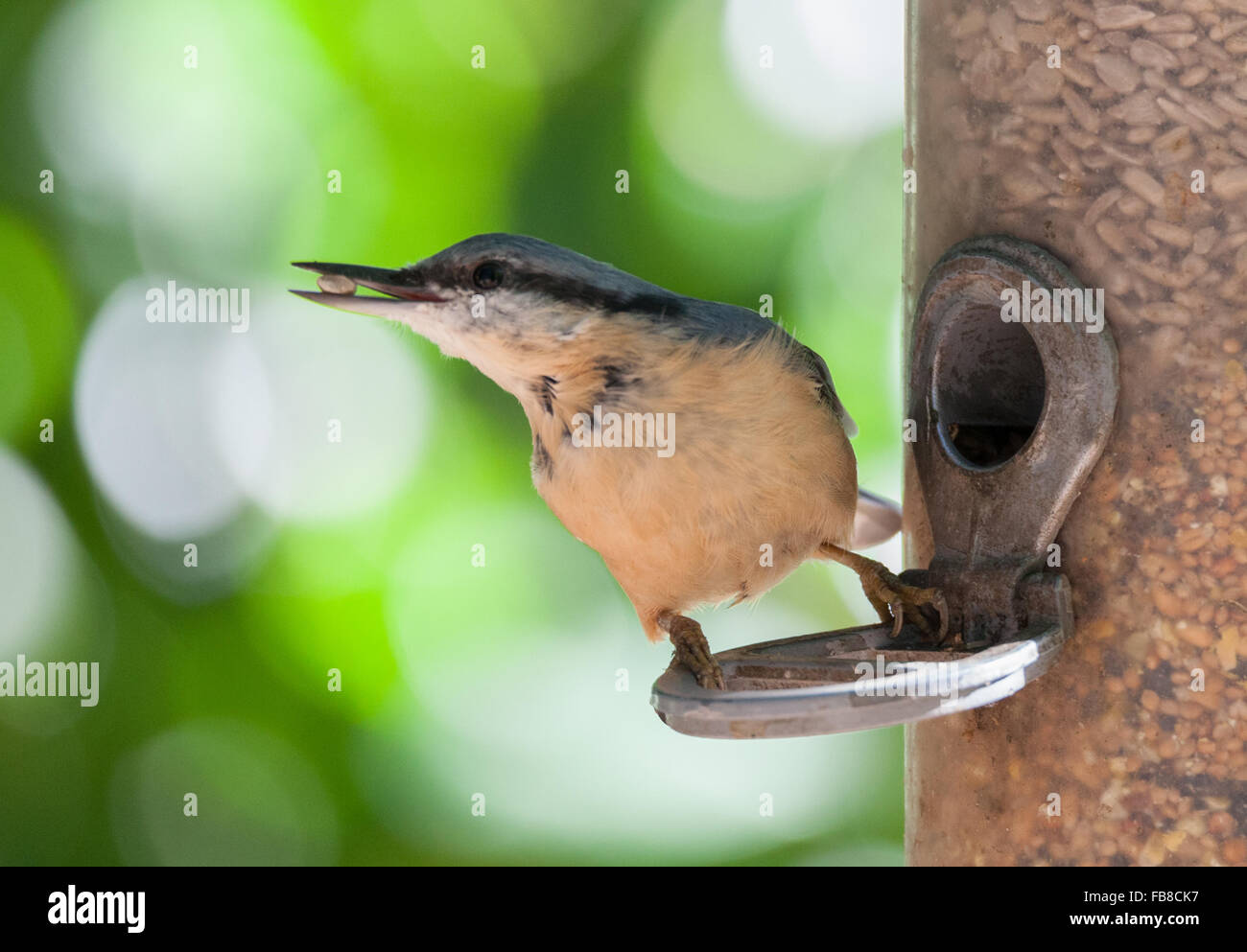Nut Hatch Stock Photos Nut Hatch Stock Images Alamy