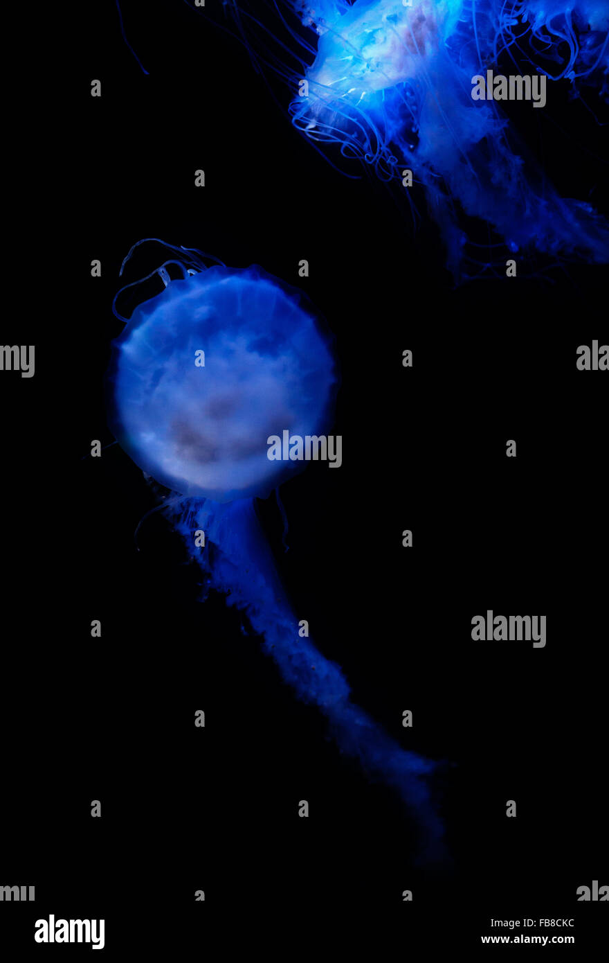 Nettle Jellyfish glowing blue in the water Stock Photo