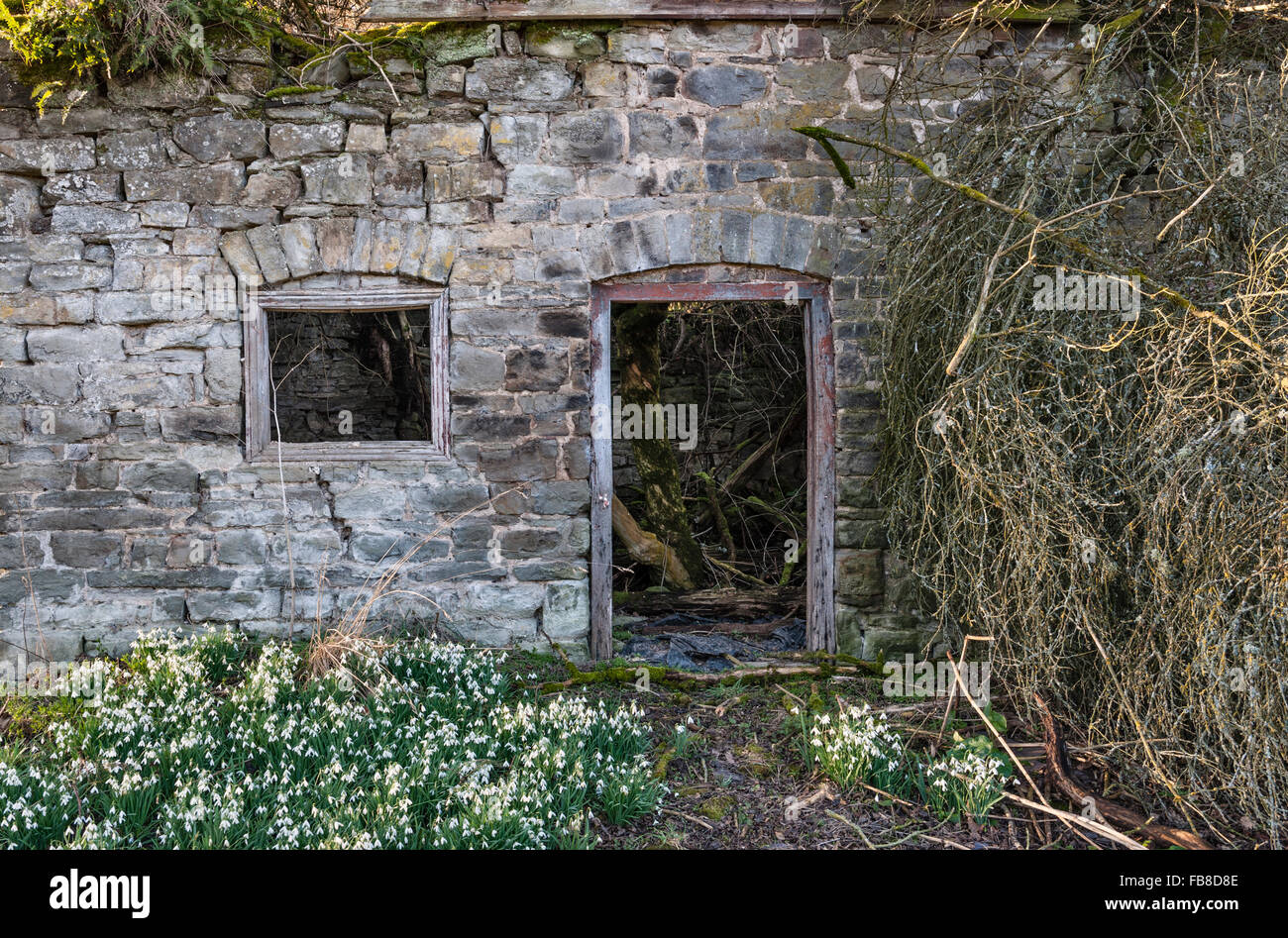 Herefordshire, UK. A remote ruined cottage is surrounded by snowdrops in winter, the remains of its garden Stock Photo