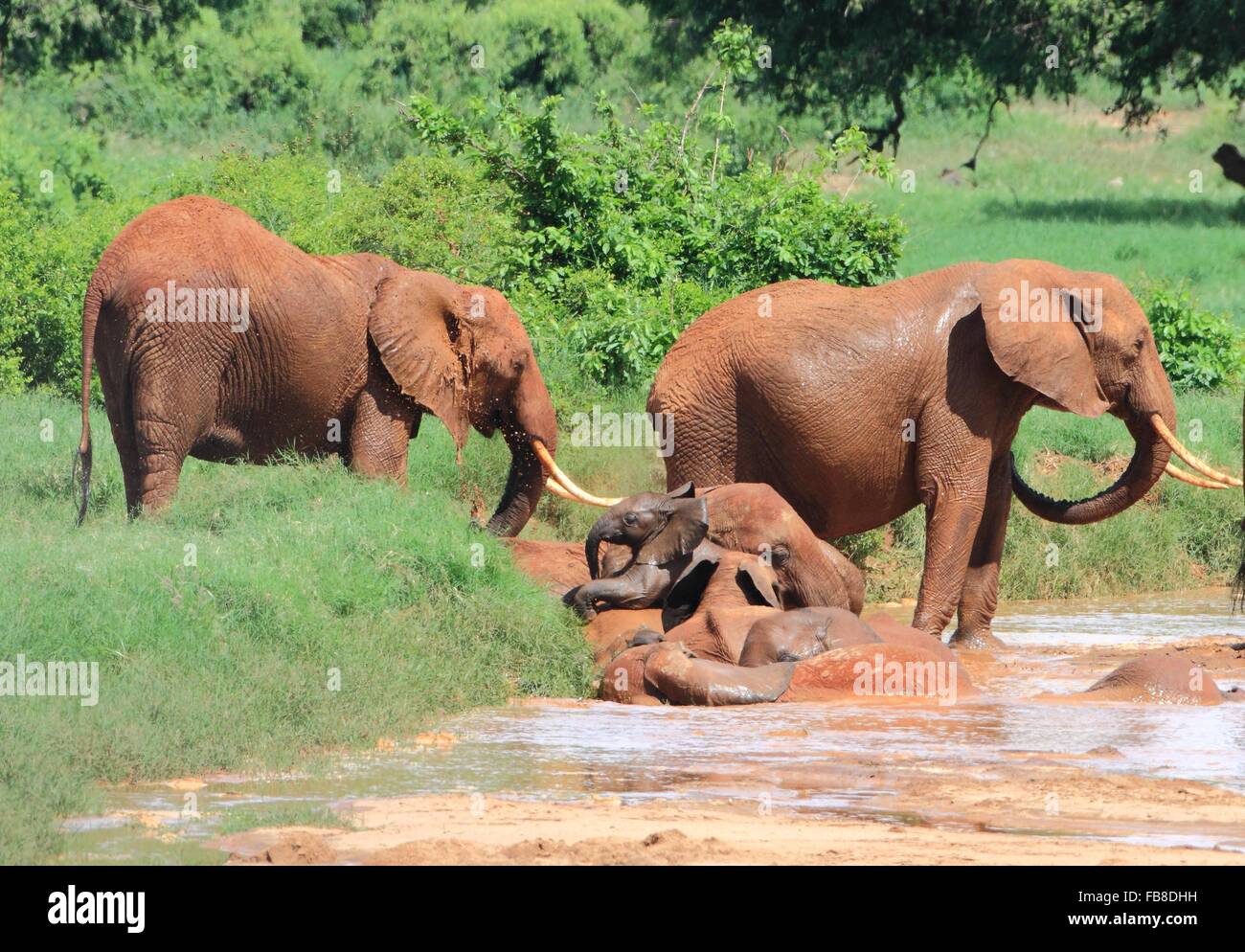 Mud wallowing hi-res stock photography and images - Alamy