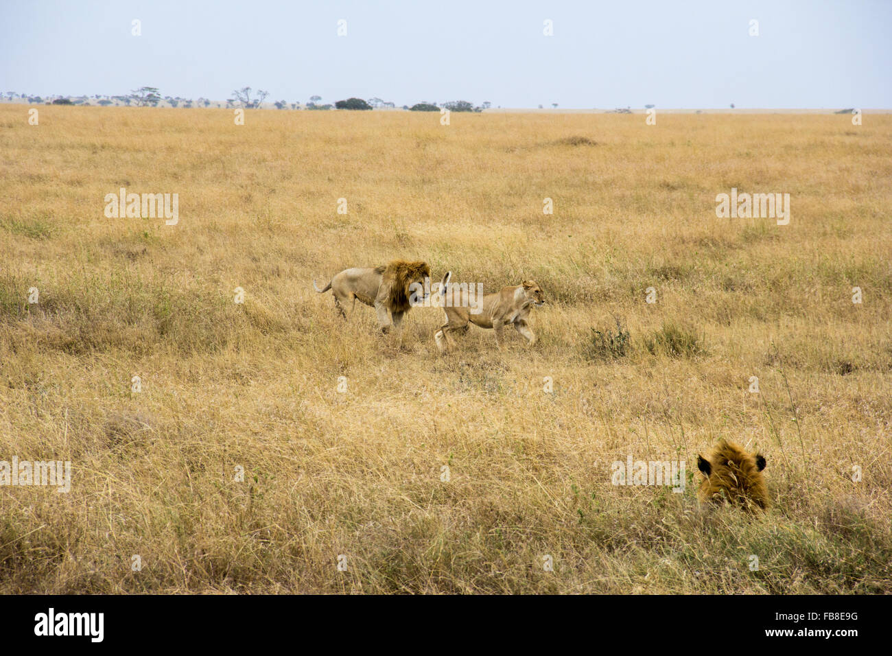 Lions mating in the Serengeti Stock Photo - Alamy
