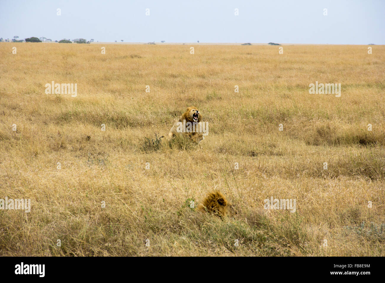 Lions mating in the Serengeti Stock Photo - Alamy