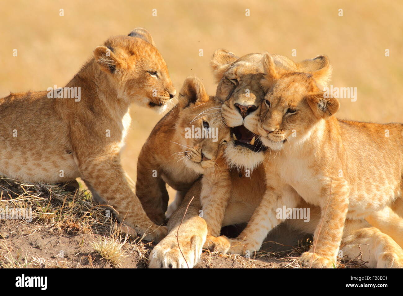 Motherly love Stock Photo
