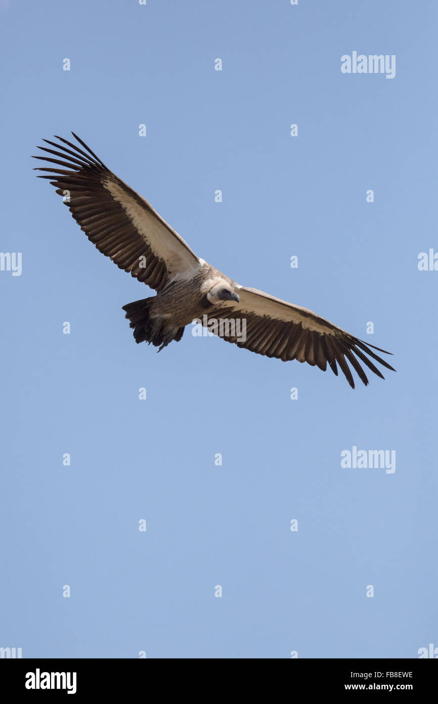 A Vulture in Zimbabwe Stock Photo