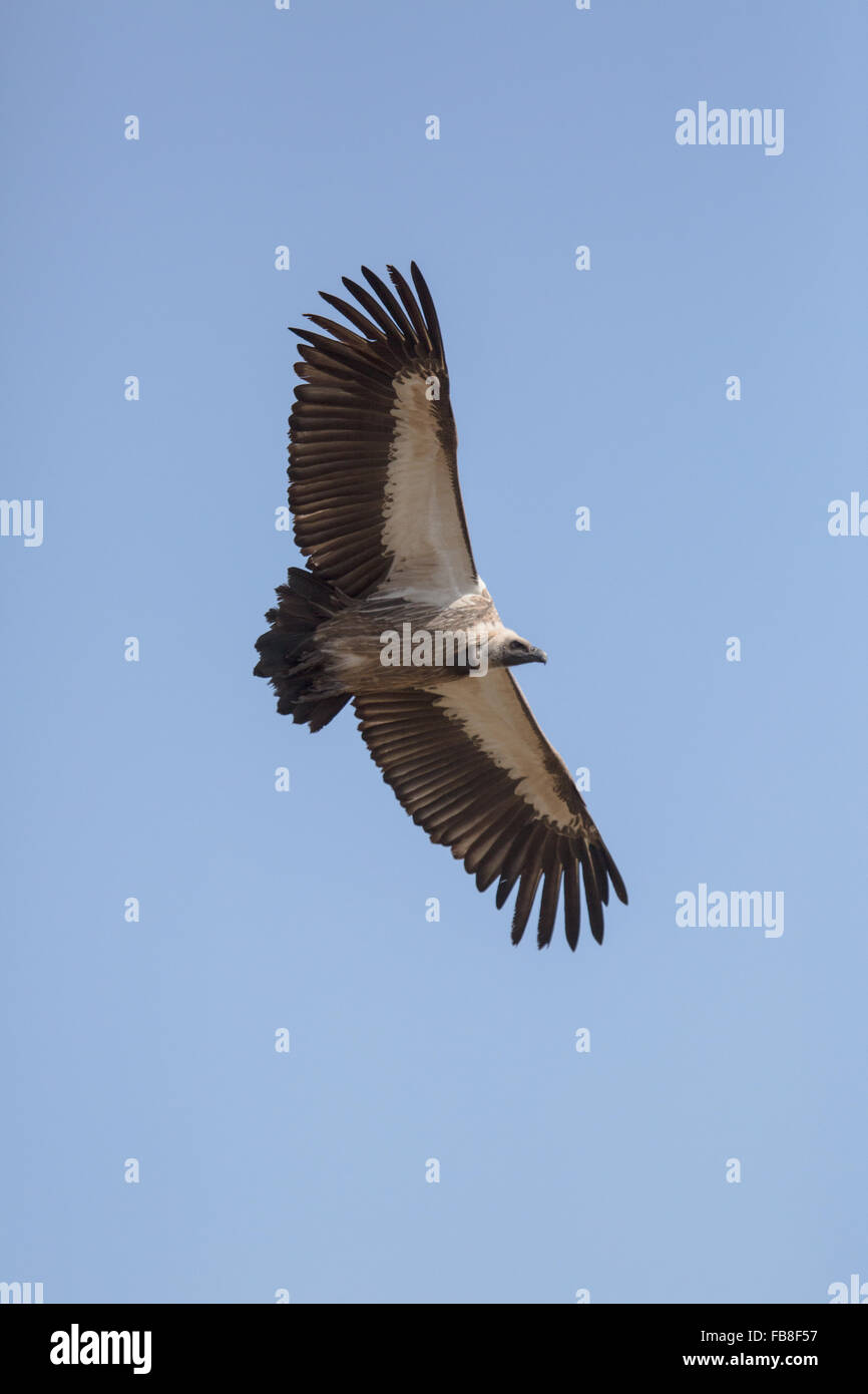 A Vulture in Zimbabwe Stock Photo