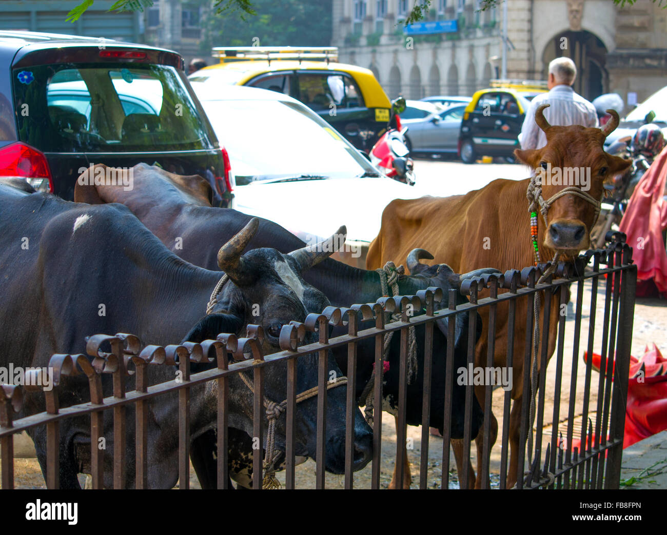 pet the cow in the city of mumbai,pets animals,cows,animals,cattle,a cattle,a hoofed animal,looks,costs,a sacred animal of india Stock Photo