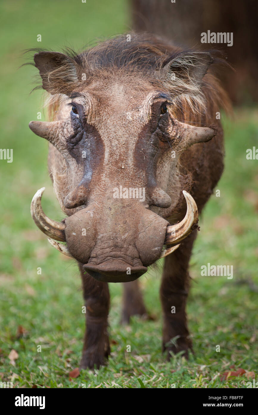 Warthog Grazing on grass Stock Photo