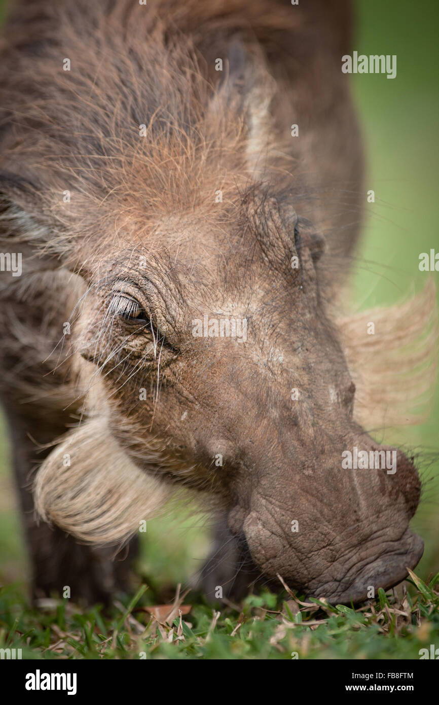 Warthog Grazing on grass Stock Photo