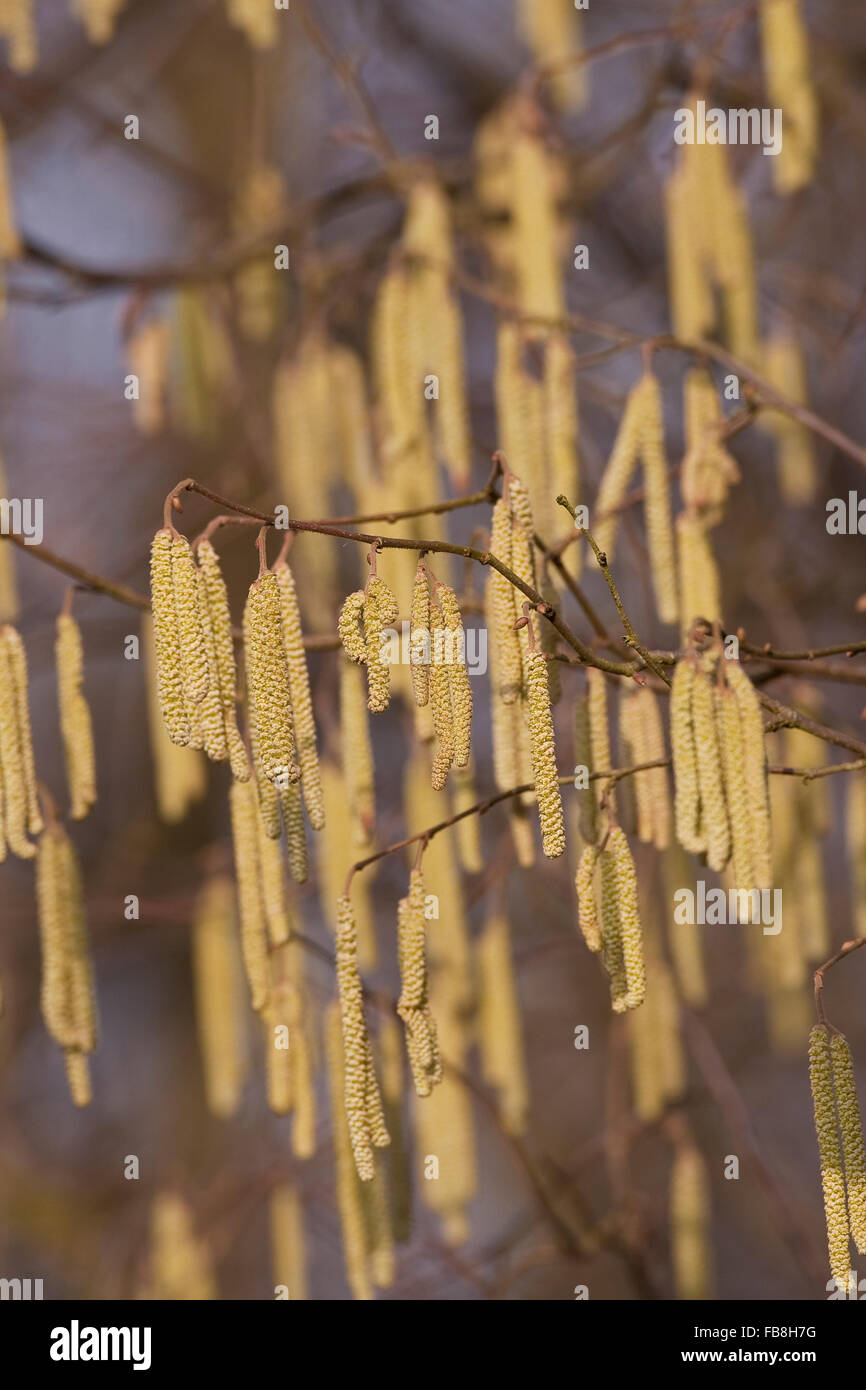 Cob, Hazel, catkin, Gewöhnliche Hasel, Haselnuß, Haselnuss, Blüten ...