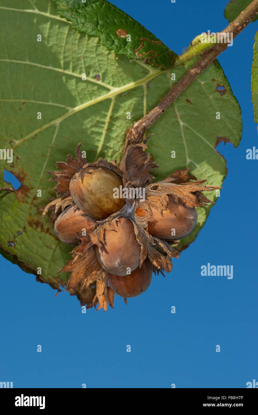 Cob, Hazel, nut, fruit, hazelnut, Gewöhnliche Hasel, Haselnuß ...