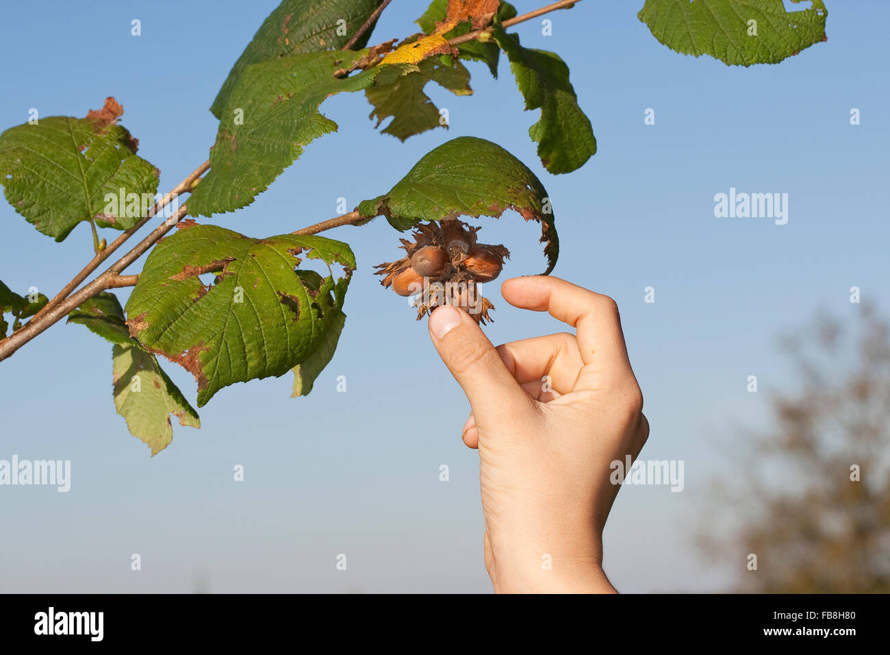 Cob, Hazel, nut, fruit, hazelnut, harvest, Hasel, Haselnuß, Haselnuss ...