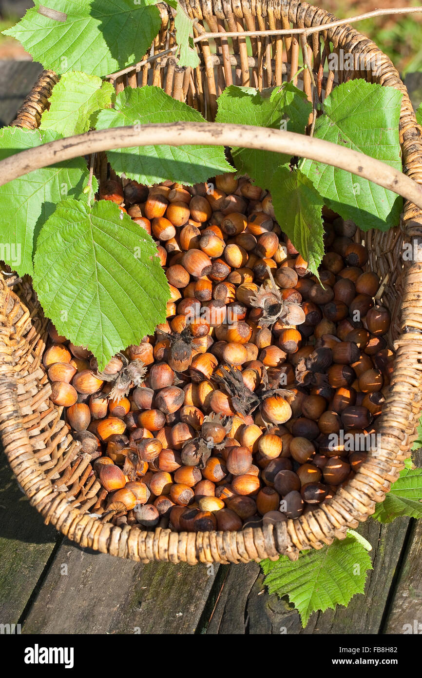 Cob Hazel Nut Fruit Hazelnut Harvest Hasel Haselnuss Stock Photo Alamy