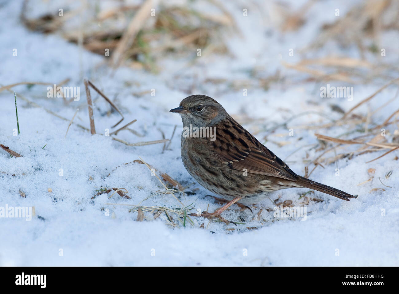 Dunnock, snow, Heckenbraunelle, im Winter bei Schnee, Hecken-Braunelle, Prunella modularis Stock Photo