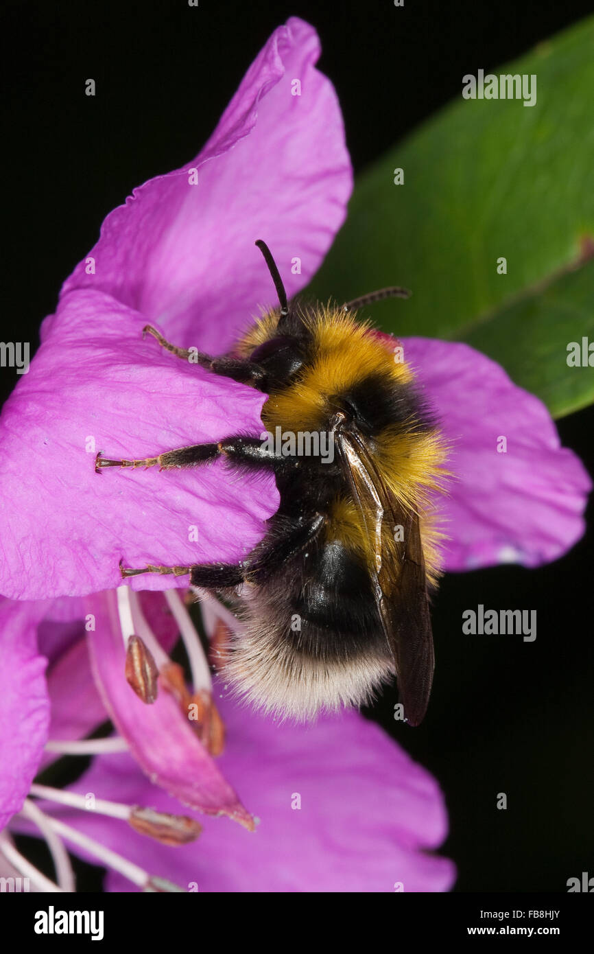 Heath bumble-bee, Heath Bumblebee, Heidehummel, Heide-Hummel, Sandhummel, Bombus jonellus, Pyrobombus jonellus martes Stock Photo