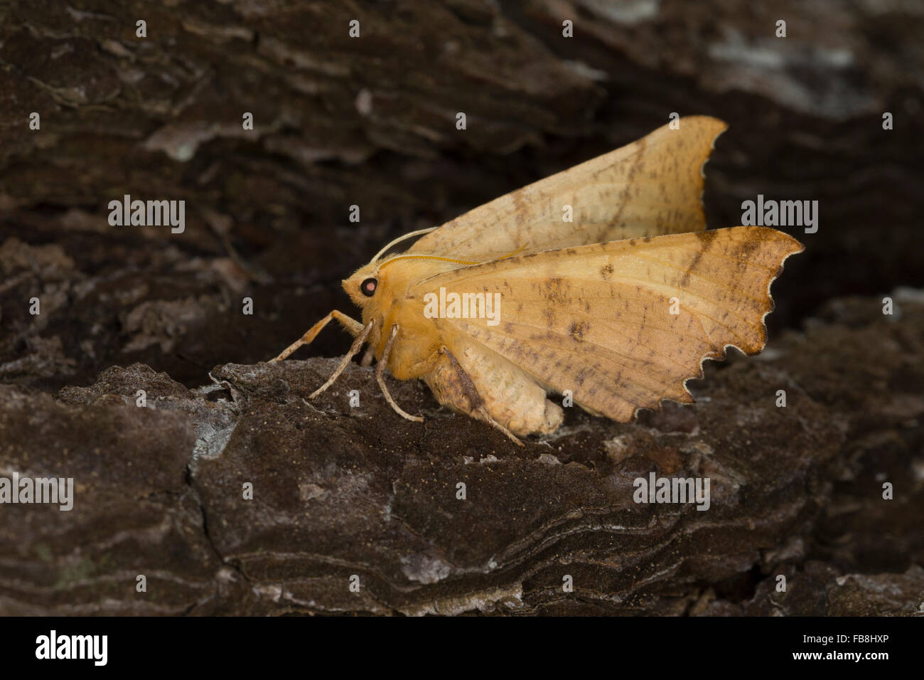 Large Thorn, Herbst-Zackenrandspanner, Herbst-Zackenspanner, Herbstlaubspanner, Herbstlaub-Spanner, Ennomos autumnaria Stock Photo