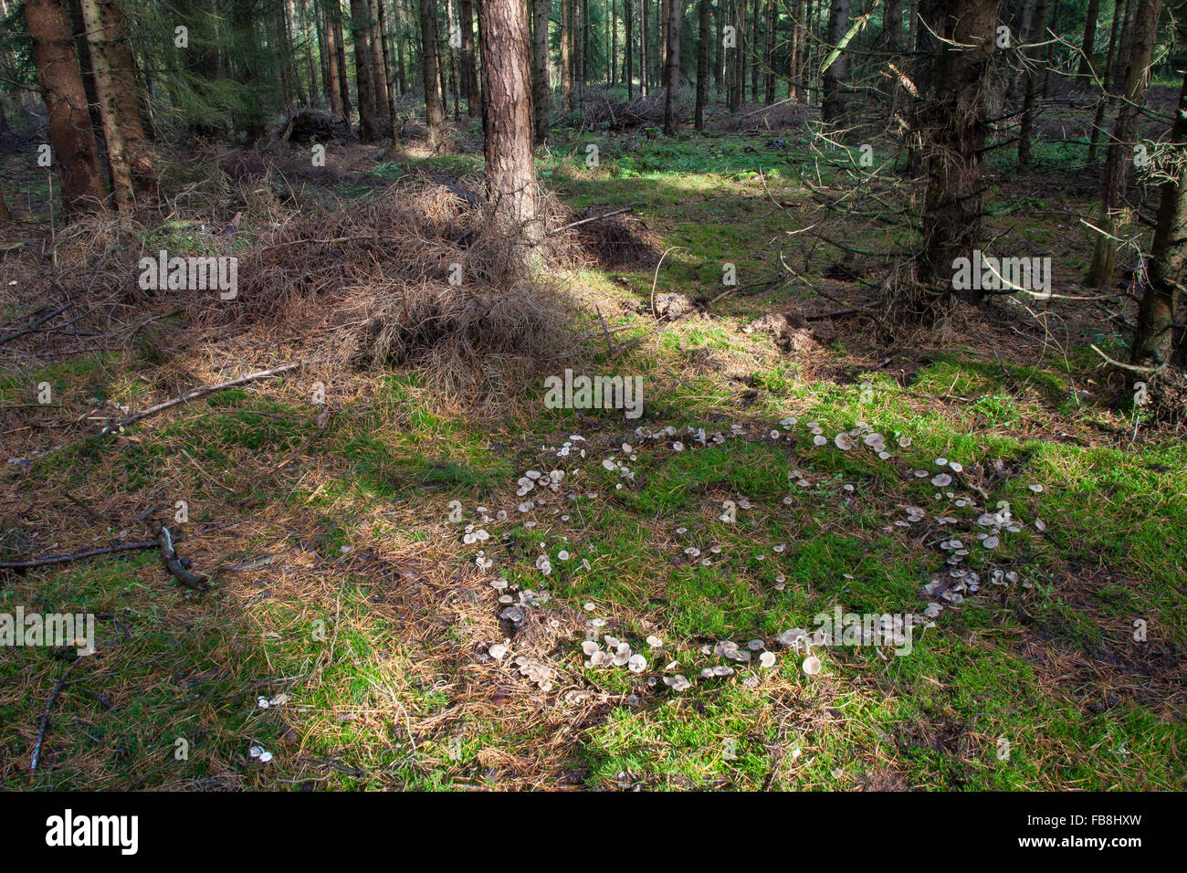 Fairy ring, fairy circle, elf circle, elf ring, pixie ring, Clitocyboid Mushroom, Hexenring, Feenring, Trichterling, Clitocybe Stock Photo