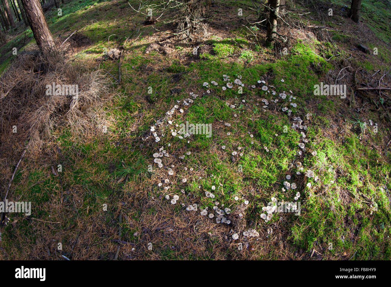 Fairy ring, fairy circle, elf circle, elf ring, pixie ring, Clitocyboid Mushroom, Hexenring, Feenring, Trichterling, Clitocybe Stock Photo
