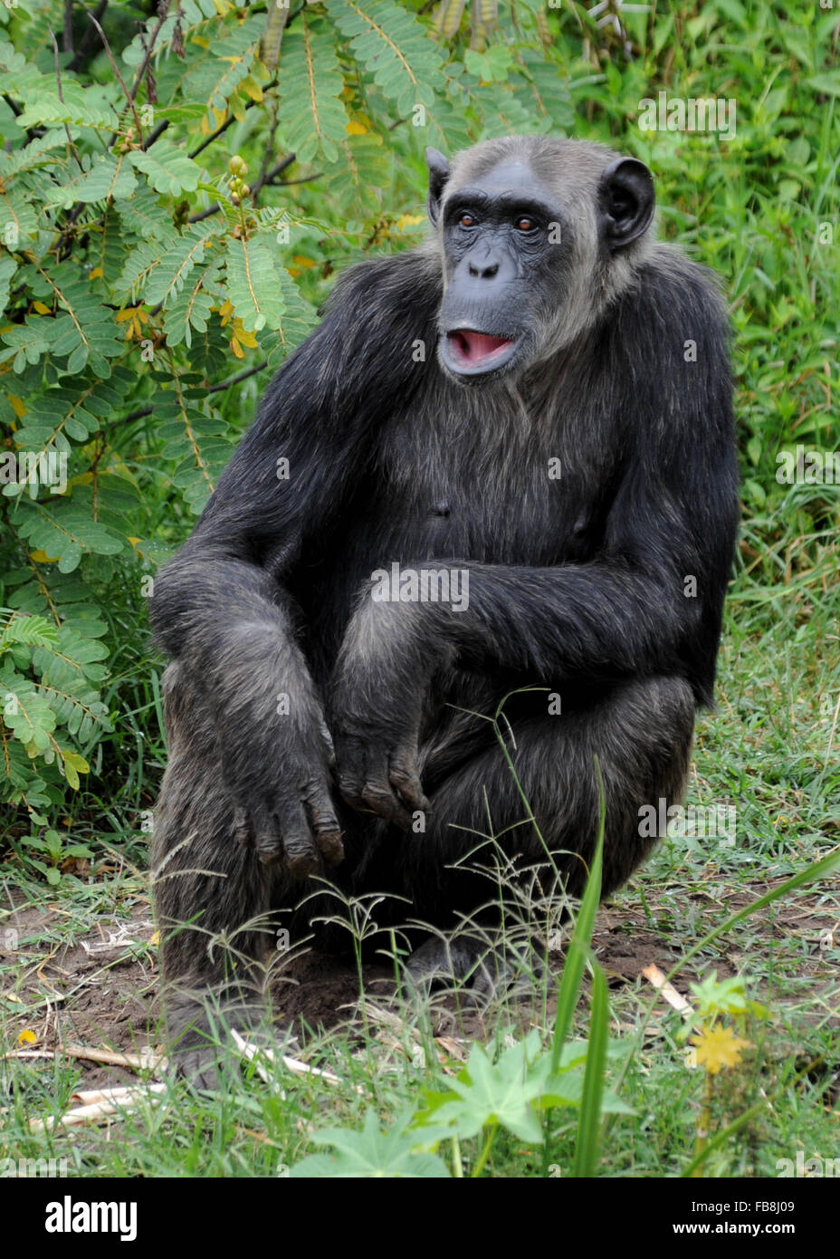 Chimpanzee Sitting Sweetwaters Sanctuary Kenya Stock Photo