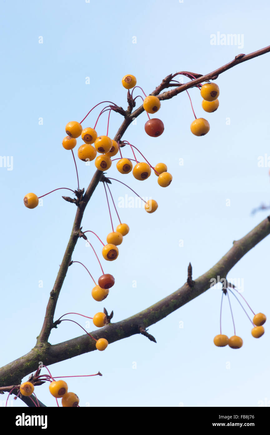 Malus transitoria. Cut leaf crabapple tree with fruit in autumn Stock Photo