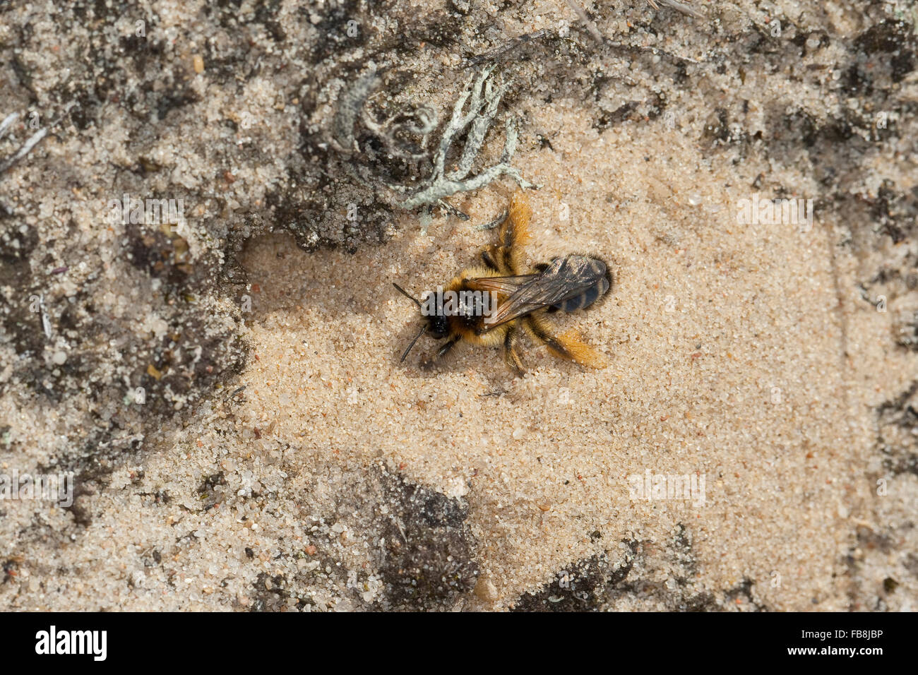 Hairy-legged bee, female, Raufüßige Hosenbiene, Bürstenbiene, Weib, Dasypoda hirtipes, Dasypoda plumipes, Dasypoda altercator Stock Photo