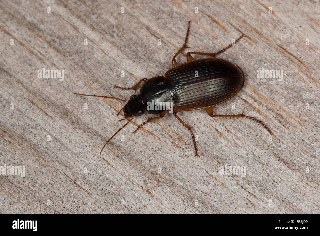 Ground beetle, Kahnläufer, Kreiselkäfer, Breithalsläufer, Calathus circumseptus, Bedelinus circumseptus, Korsika, Corsica Stock Photo