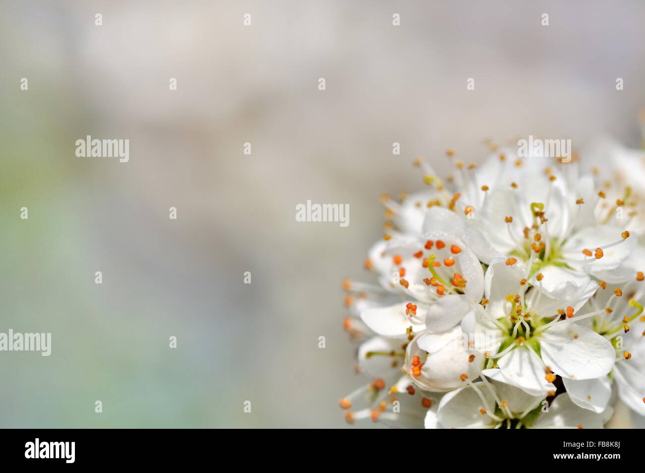 close up of cherry blossom on blurred background Stock Photo - Alamy