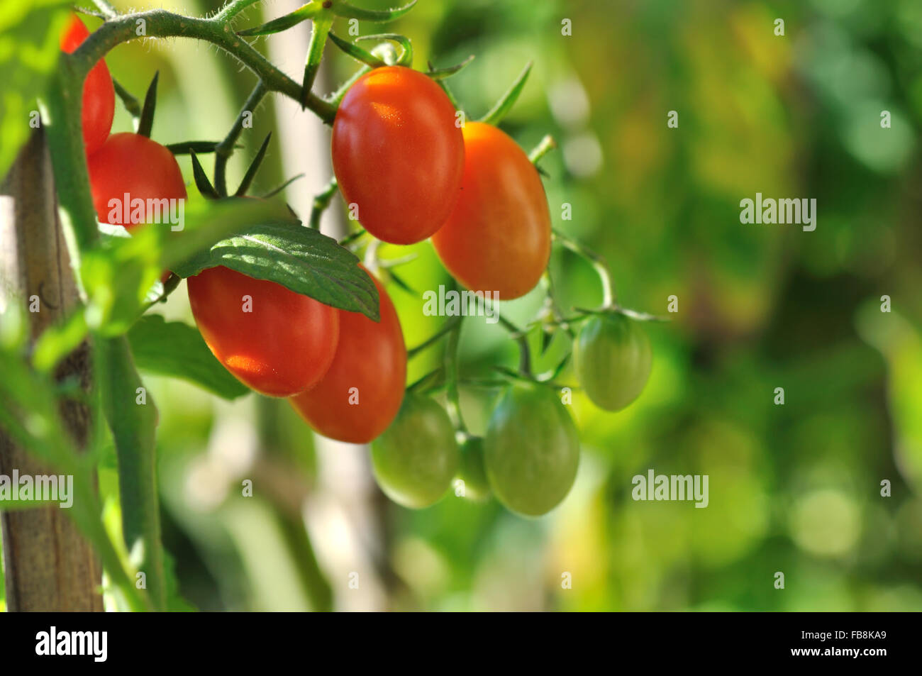 close on cherry tomatoes growing in a vegetable garden Stock Photo - Alamy