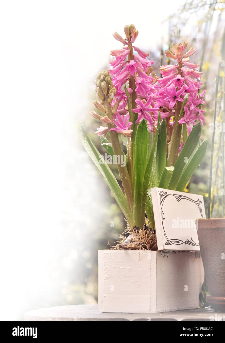 romantic hyacinths in a decorative box with white space Stock Photo