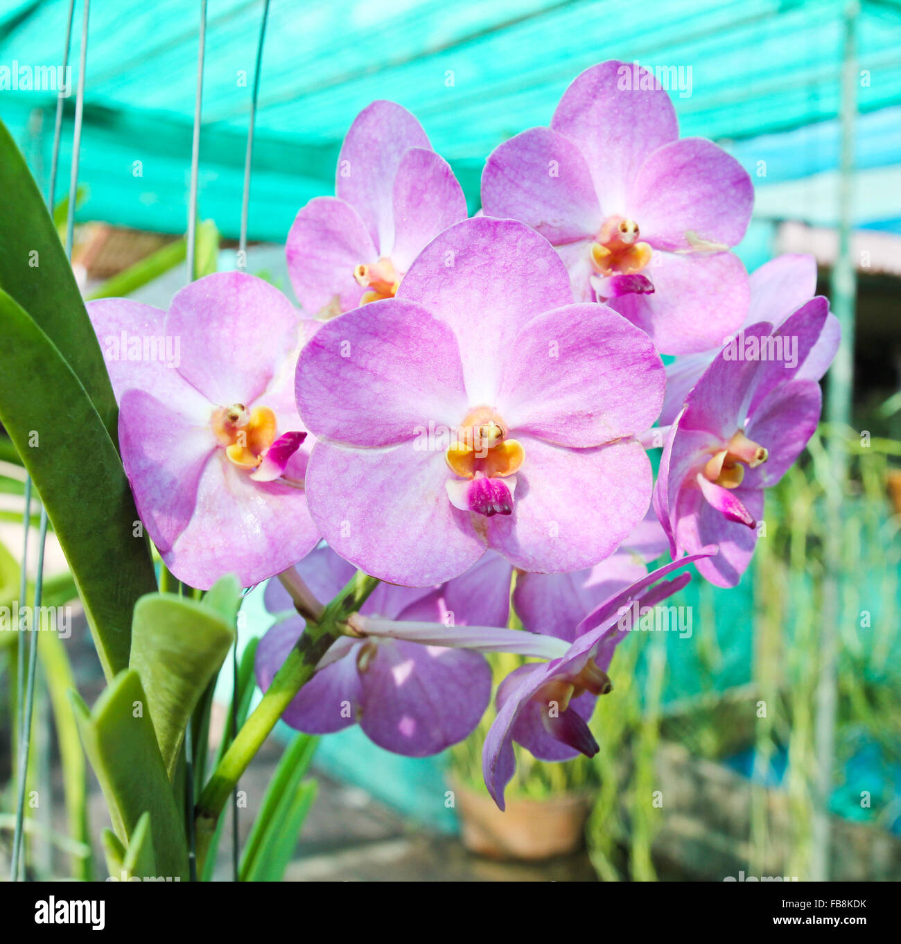 Beautiful orchid in garden Stock Photo