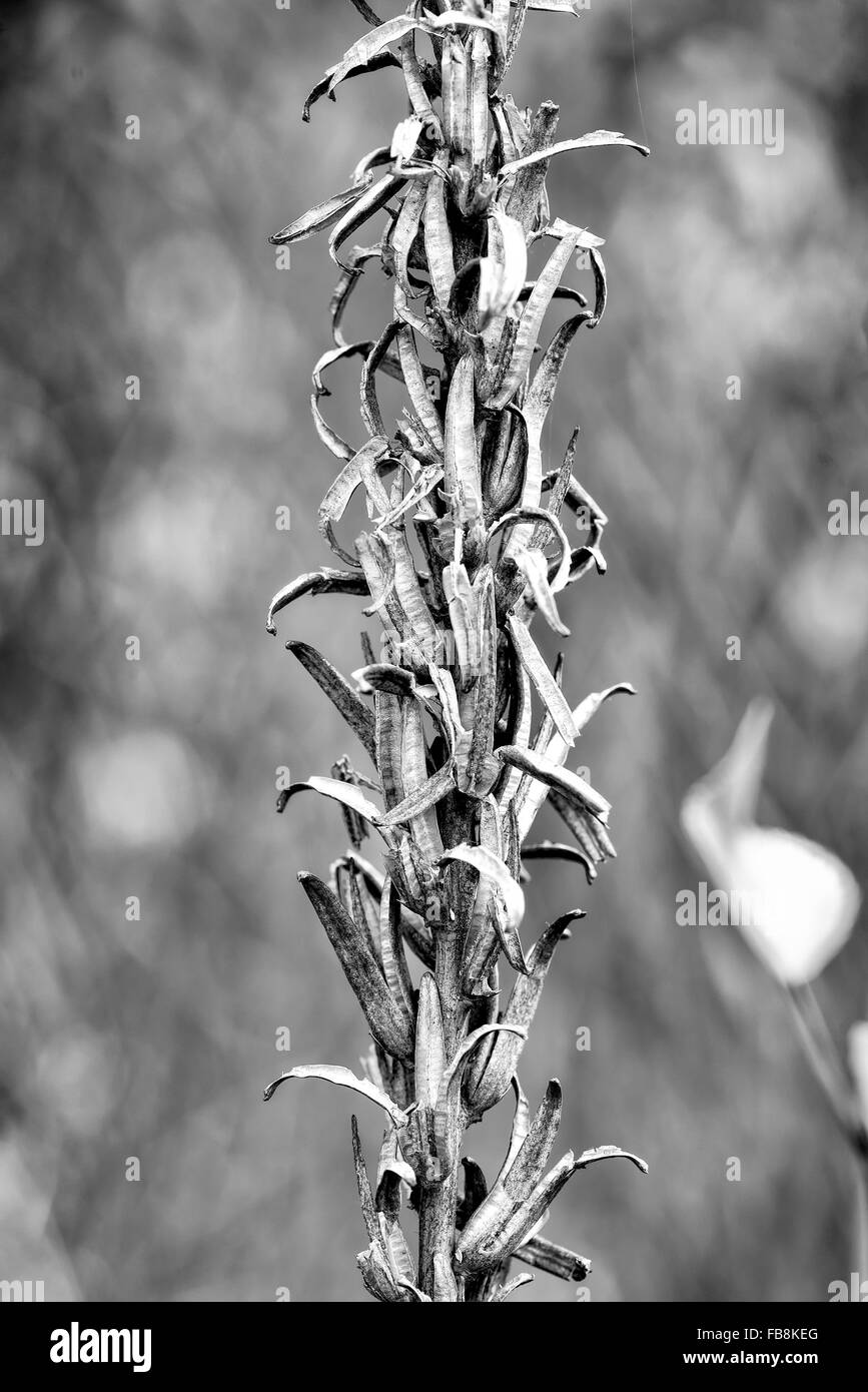 A dry Oenothera biennis, also called evening-primrose, evening star, or sun drop, in the meadow at the end of summer Stock Photo