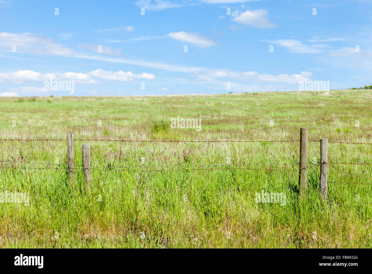 Field with long grass in Summer, fenced off with a rusty barbed wire fence on wooden posts, England, UK Stock Photo