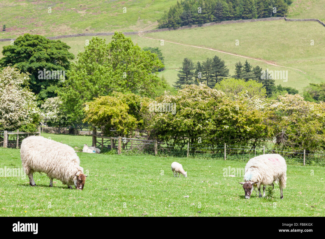 Sheep grazing in a field during Summer, Edale, Derbyshire, Peak District, England, UK Stock Photo