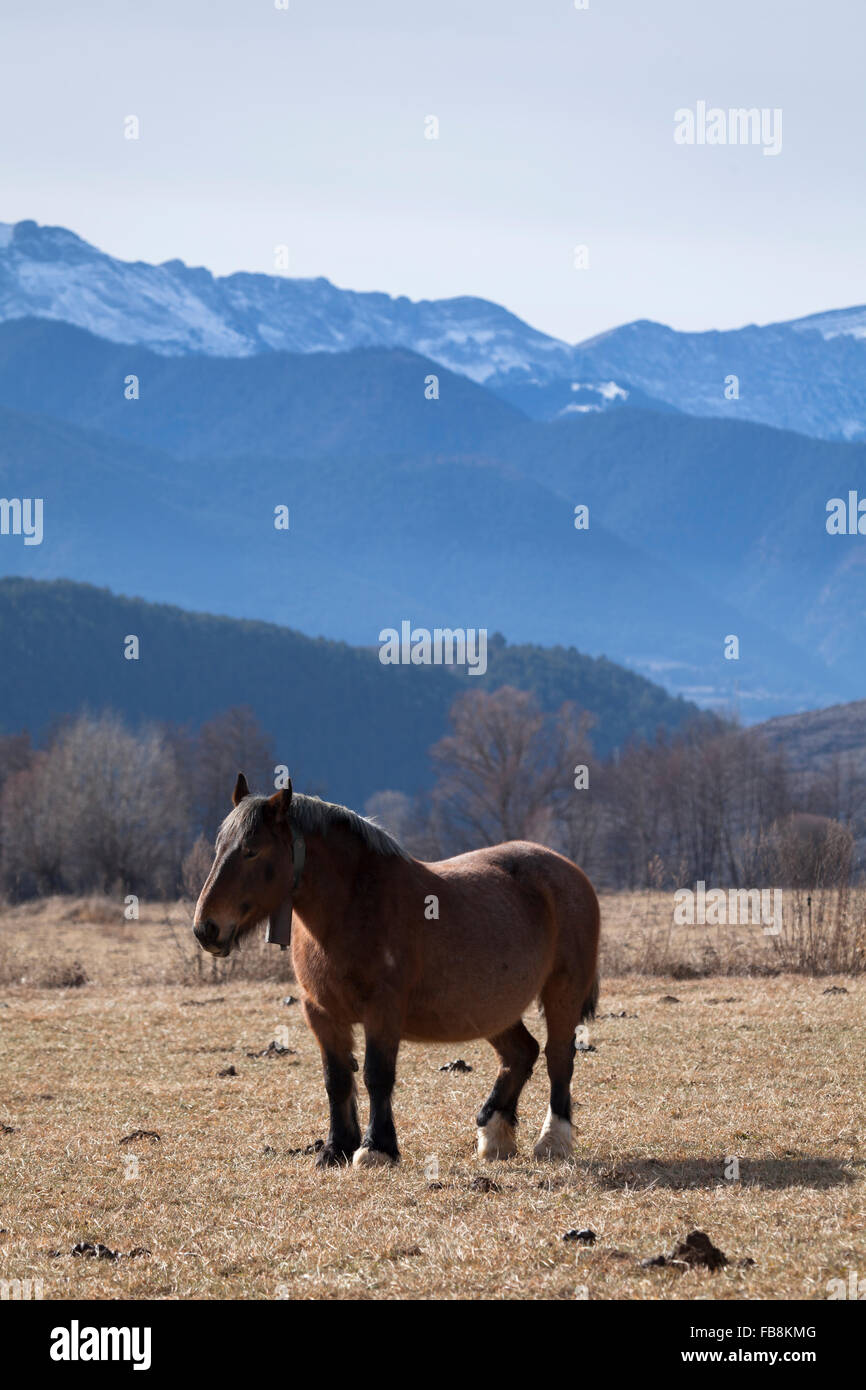An Hispanic Breton horse in the Cerdanya valley, Catalonia. © Joan Gosa Badia Stock Photo
