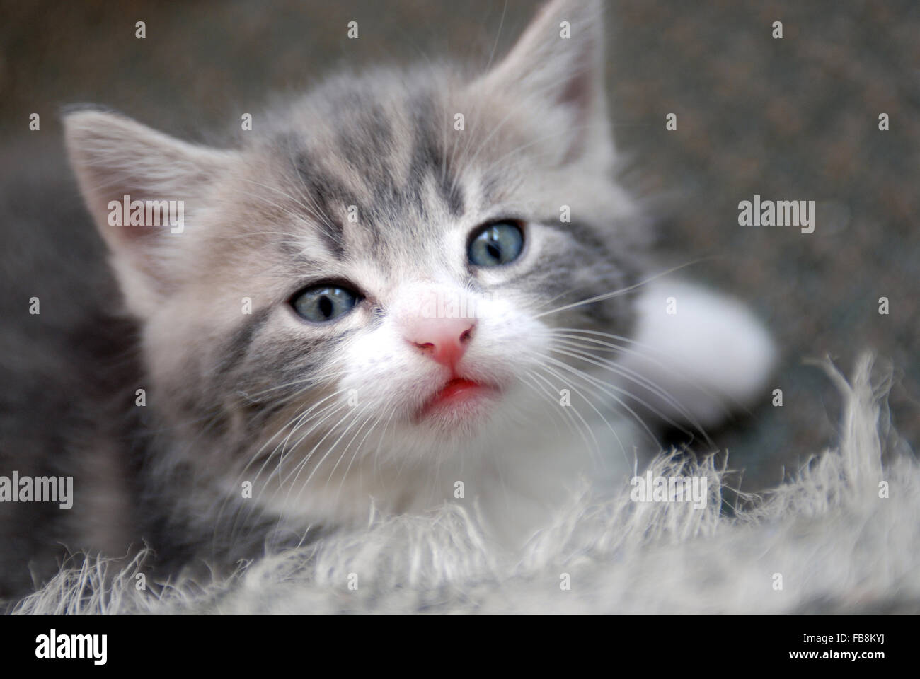 Cute grey kitten Stock Photo