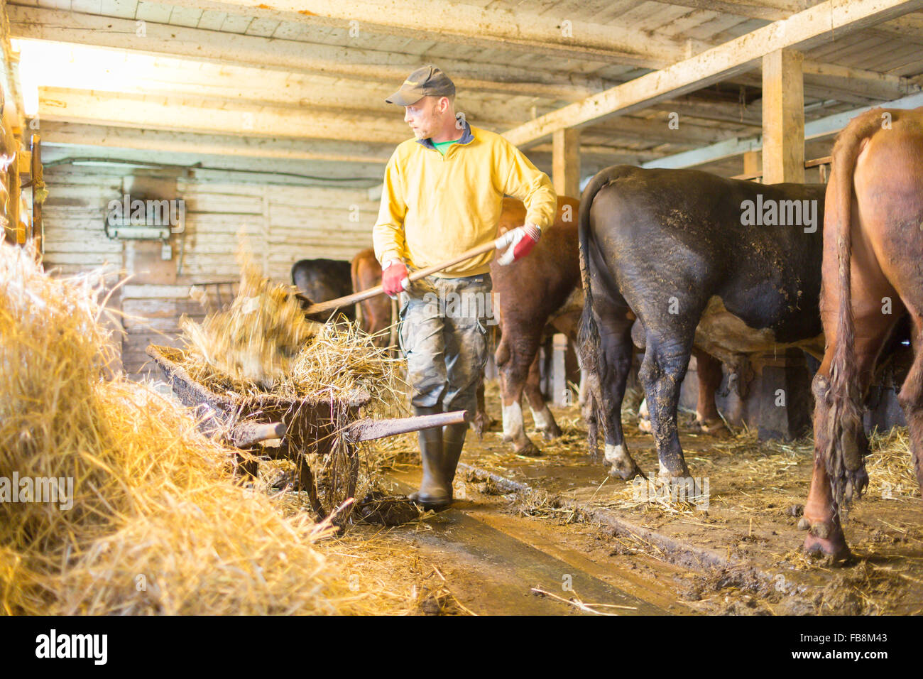 Sweden, Ostergotland, Grytgol, Farmer working in barn Stock Photo