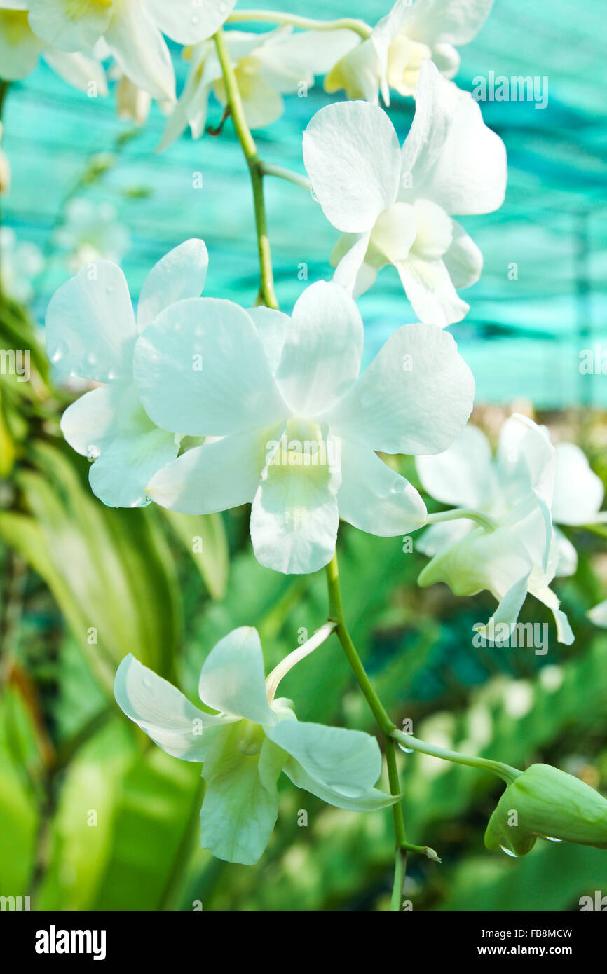 Beautiful orchid in garden Stock Photo