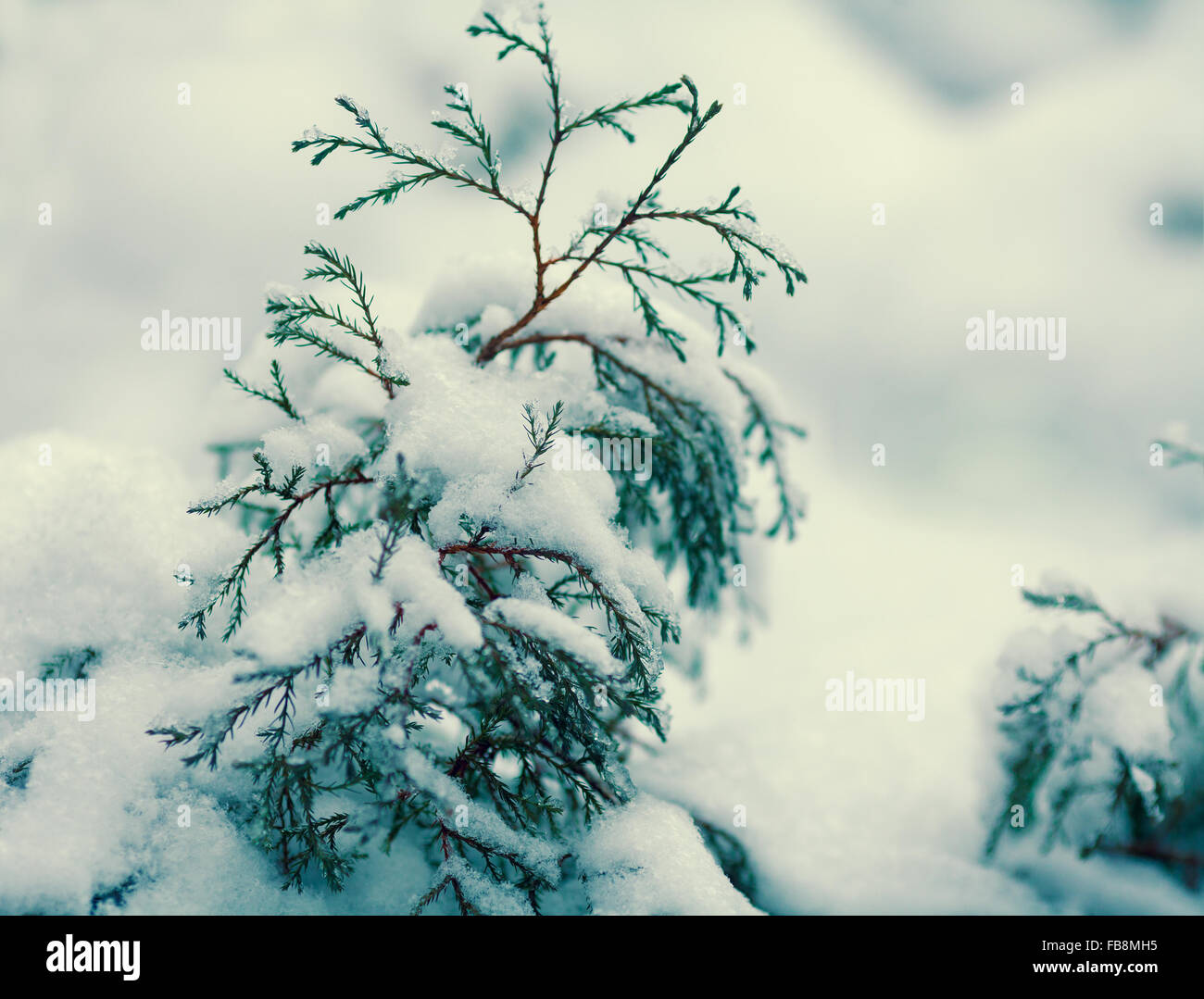 Small fir tree covered with snow Stock Photo - Alamy