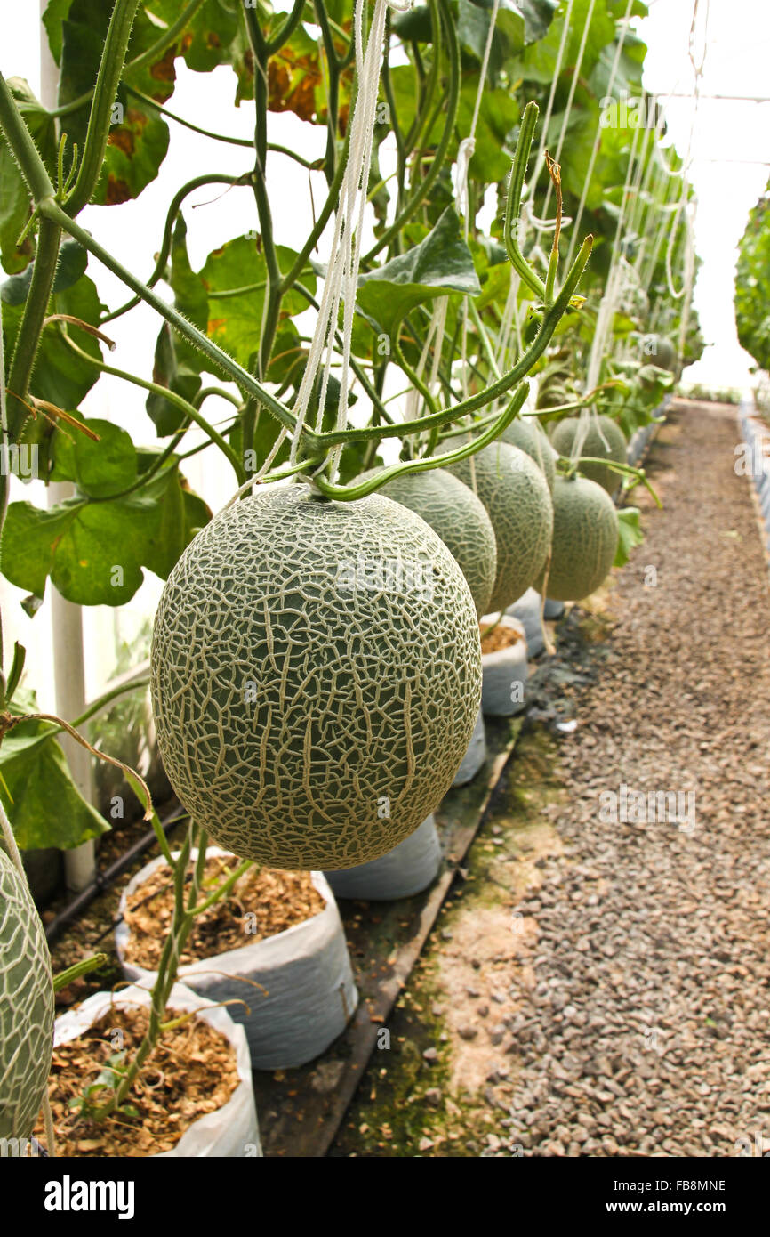 cantaloupe farm