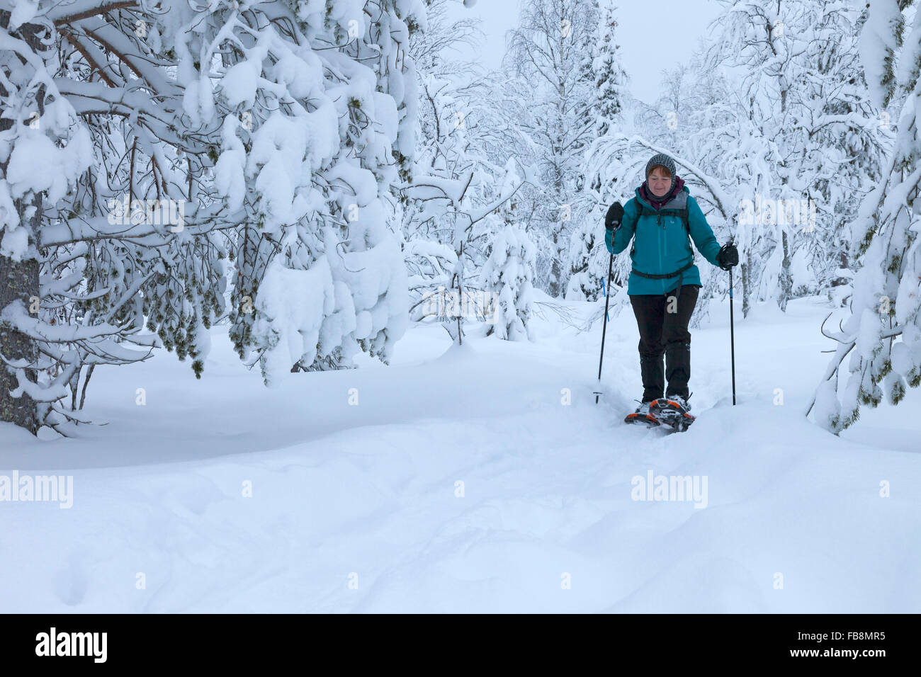 Female Hiker Snowshoeing in the Pallas-Yllästunturi National Park Near Yllas in Finnish Lapland Finland Stock Photo