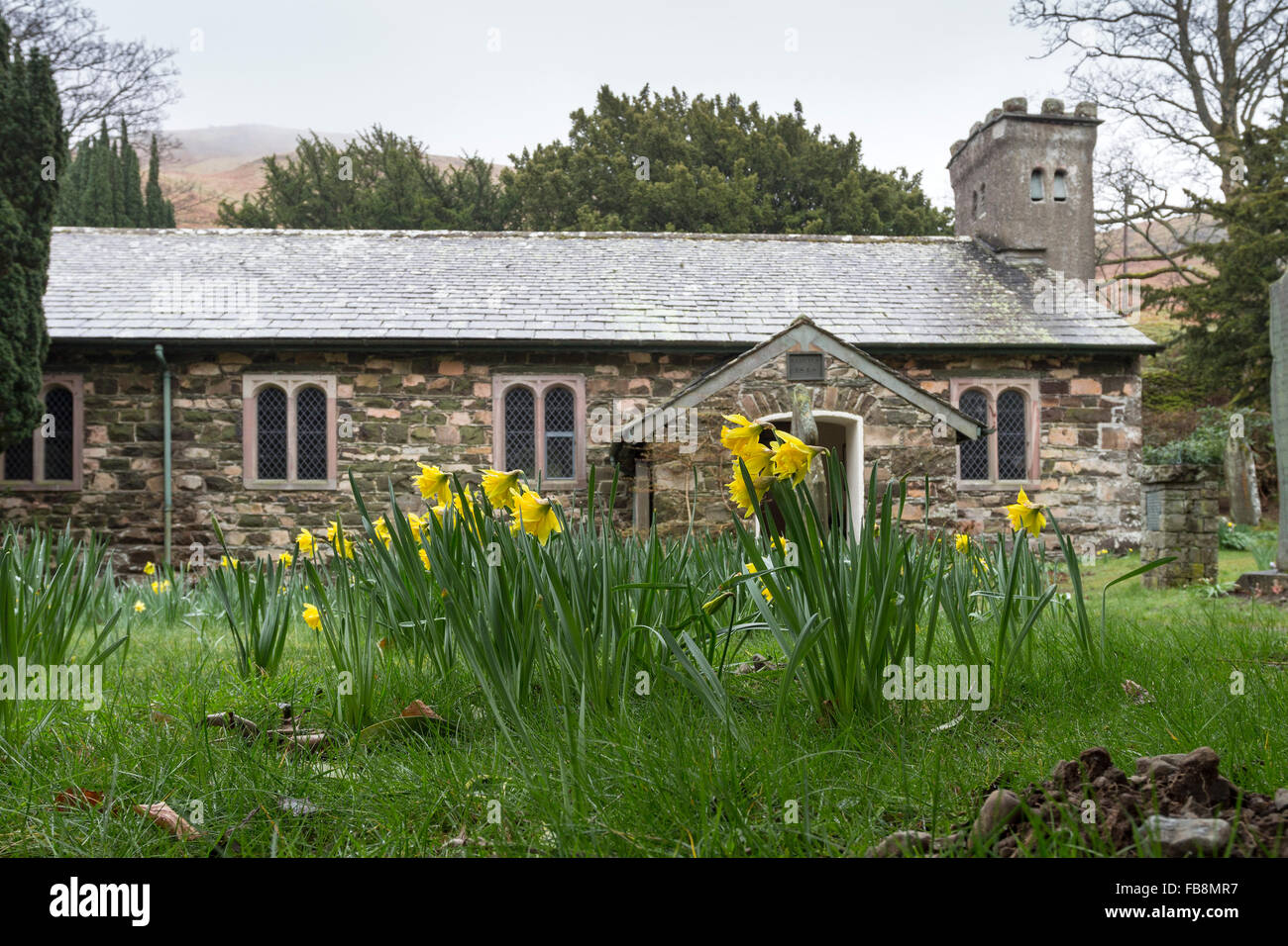 Daffodils St John's Church, St John's in the Vale, Lake District, Cumbria UK Stock Photo