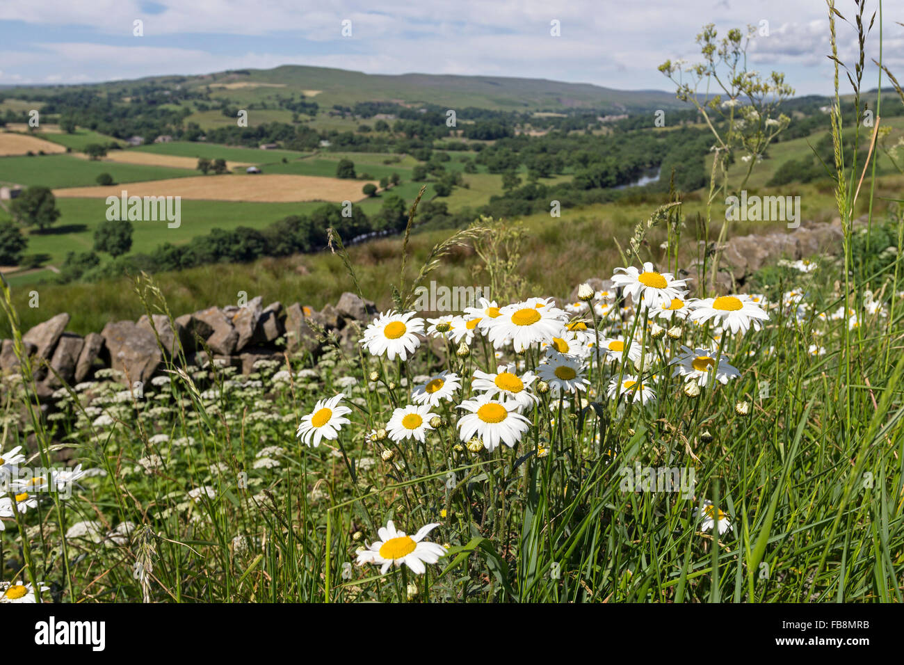 Ox-Eye Daisy Leucanthemum vulgare Flowers and the View From Whistle Crag Over the River Tees, Near Middleton in Teesdale County Stock Photo
