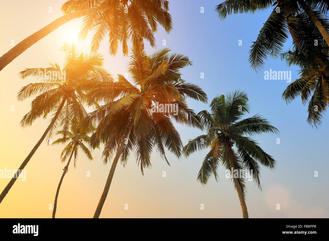 Beautiful tropical sunset with palm trees at beach Stock Photo - Alamy