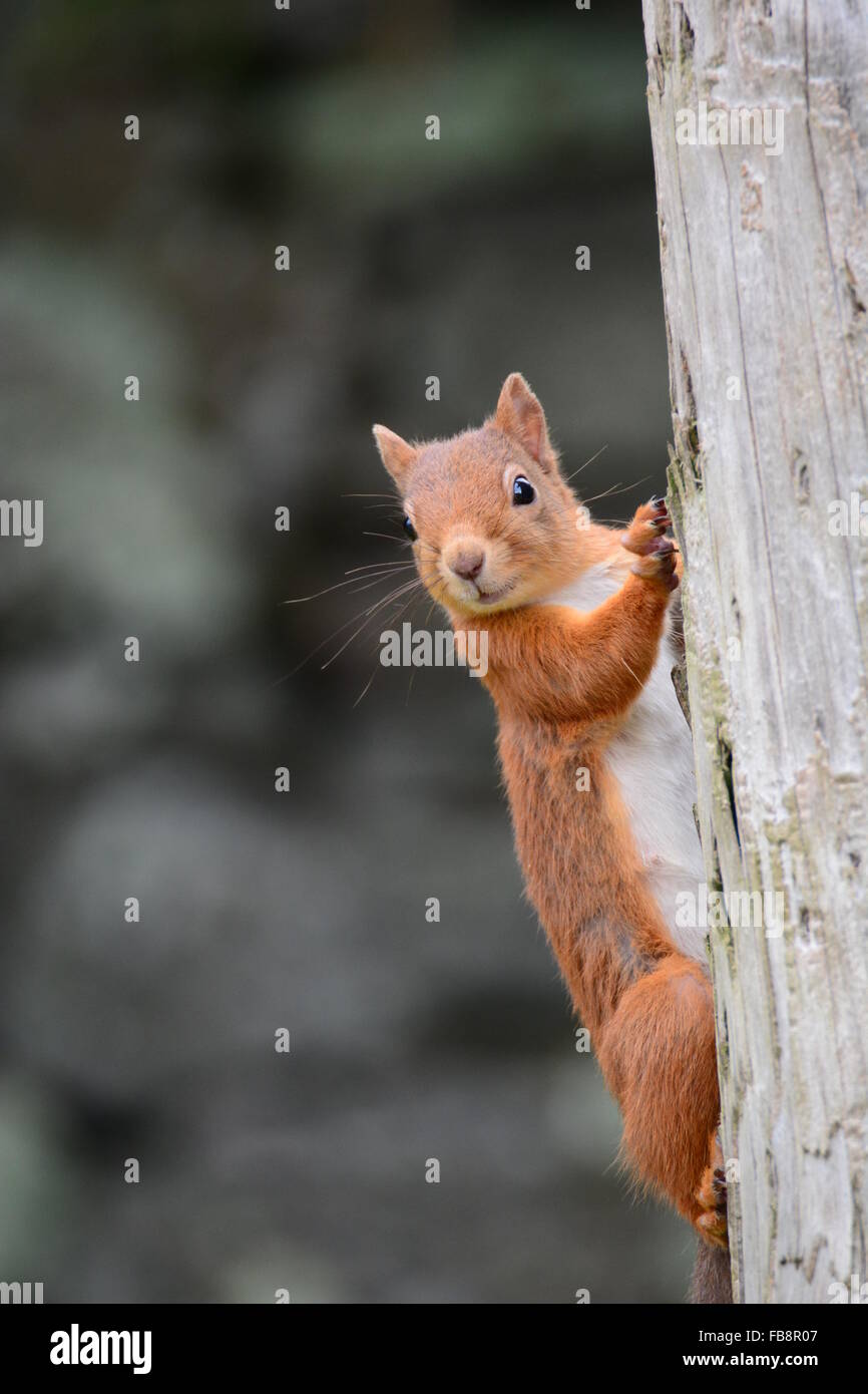Red Squirrel 'Who you looking at?' Stock Photo