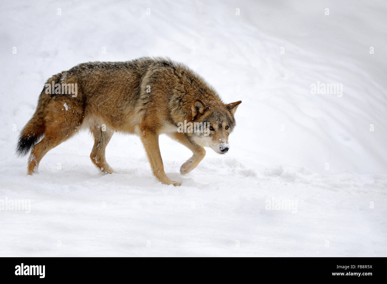 Beautiful wild gray wolf in winter Stock Photo