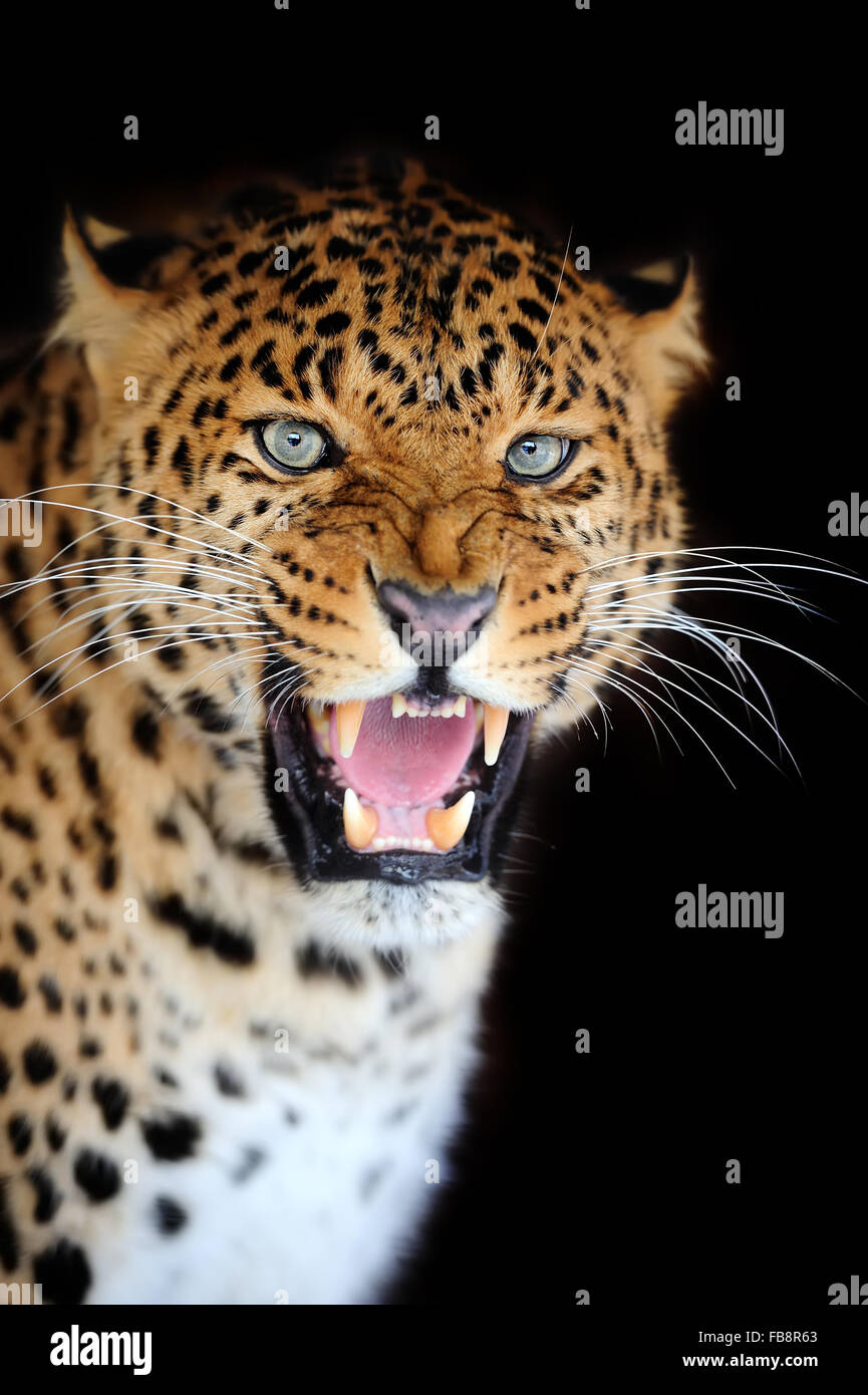 Leopard portrait on dark background Stock Photo