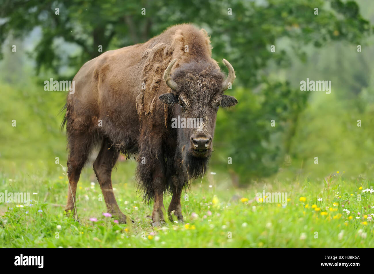 Large male of bison in the forest Stock Photo - Alamy