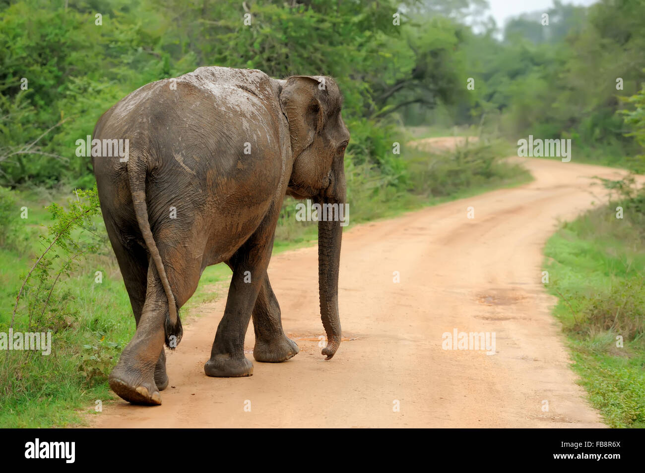 Elephants in National Park, Sri-Lanka Stock Photo