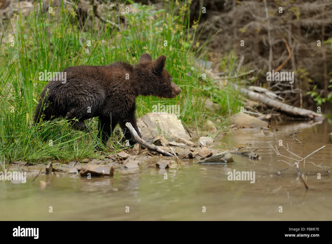 Brown bear cub in a forest Stock Photo - Alamy
