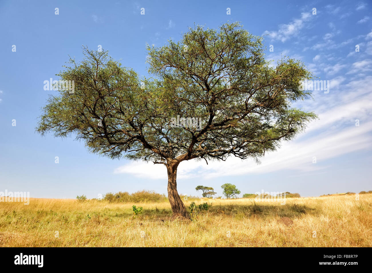 Beautiful landscape with tree in Africa Stock Photo Alamy